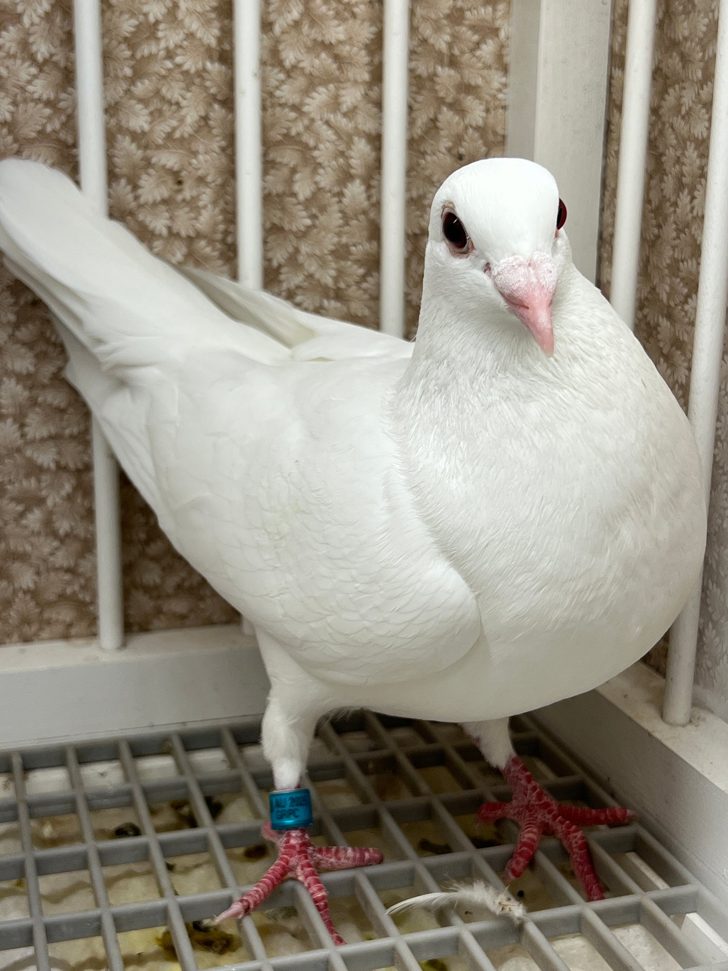 2025 Rocky Ridge White Pigeon "GRPC 5460”