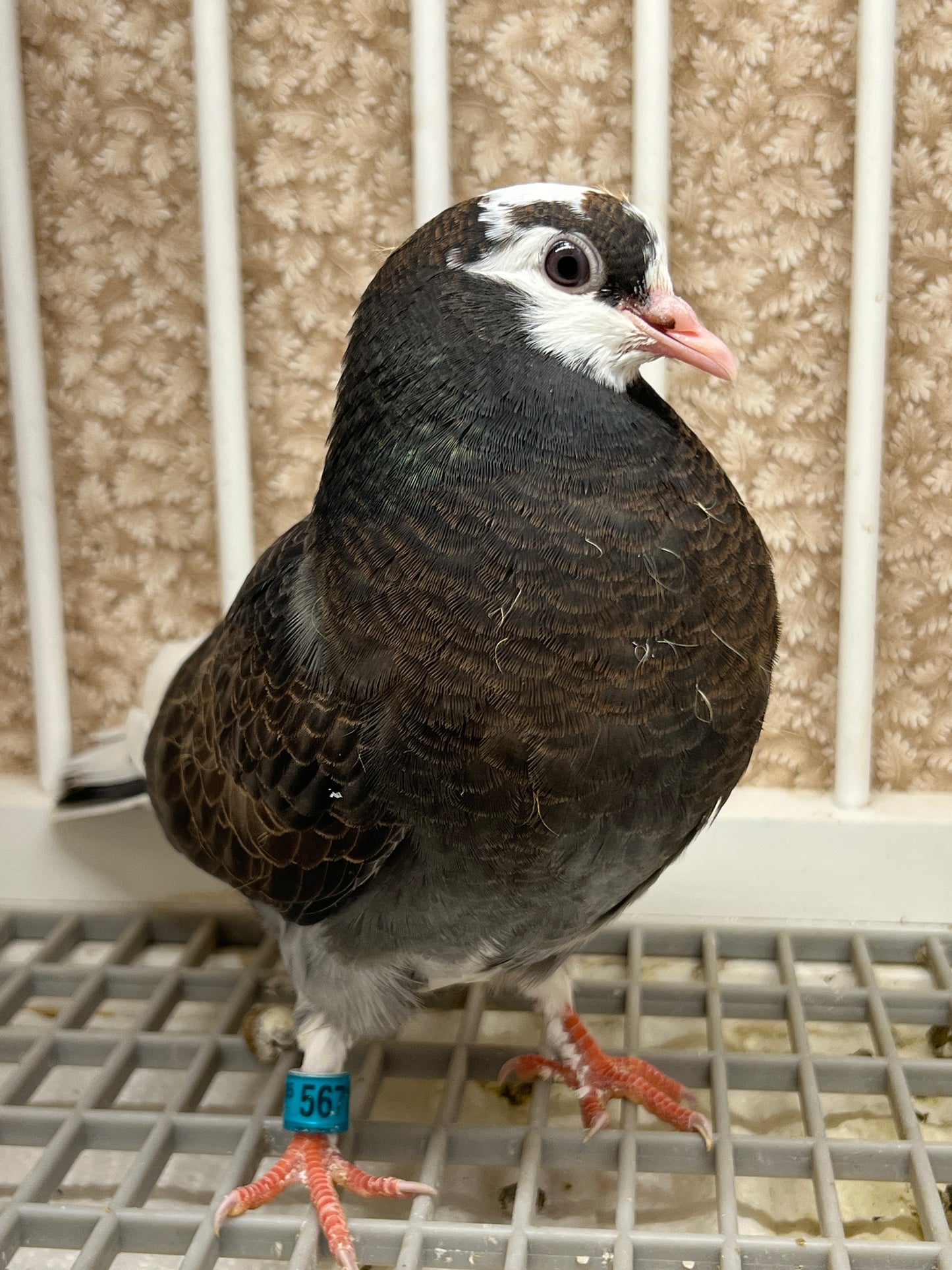 Birmingham Roller Pigeon "5671”