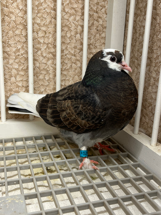 Birmingham Roller Pigeon "5671”