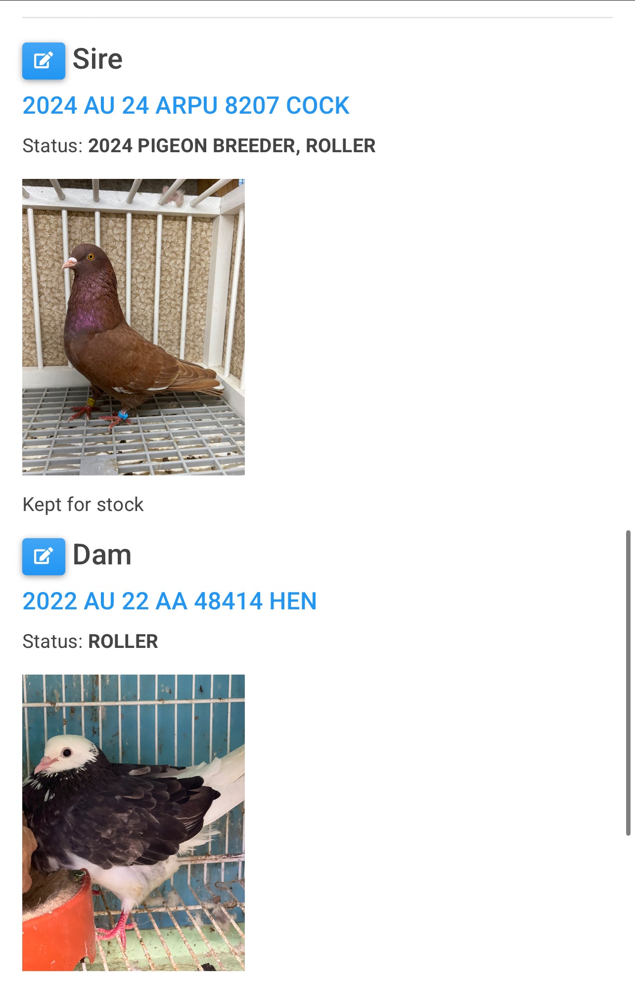 Birmingham Roller Pigeon "5672”