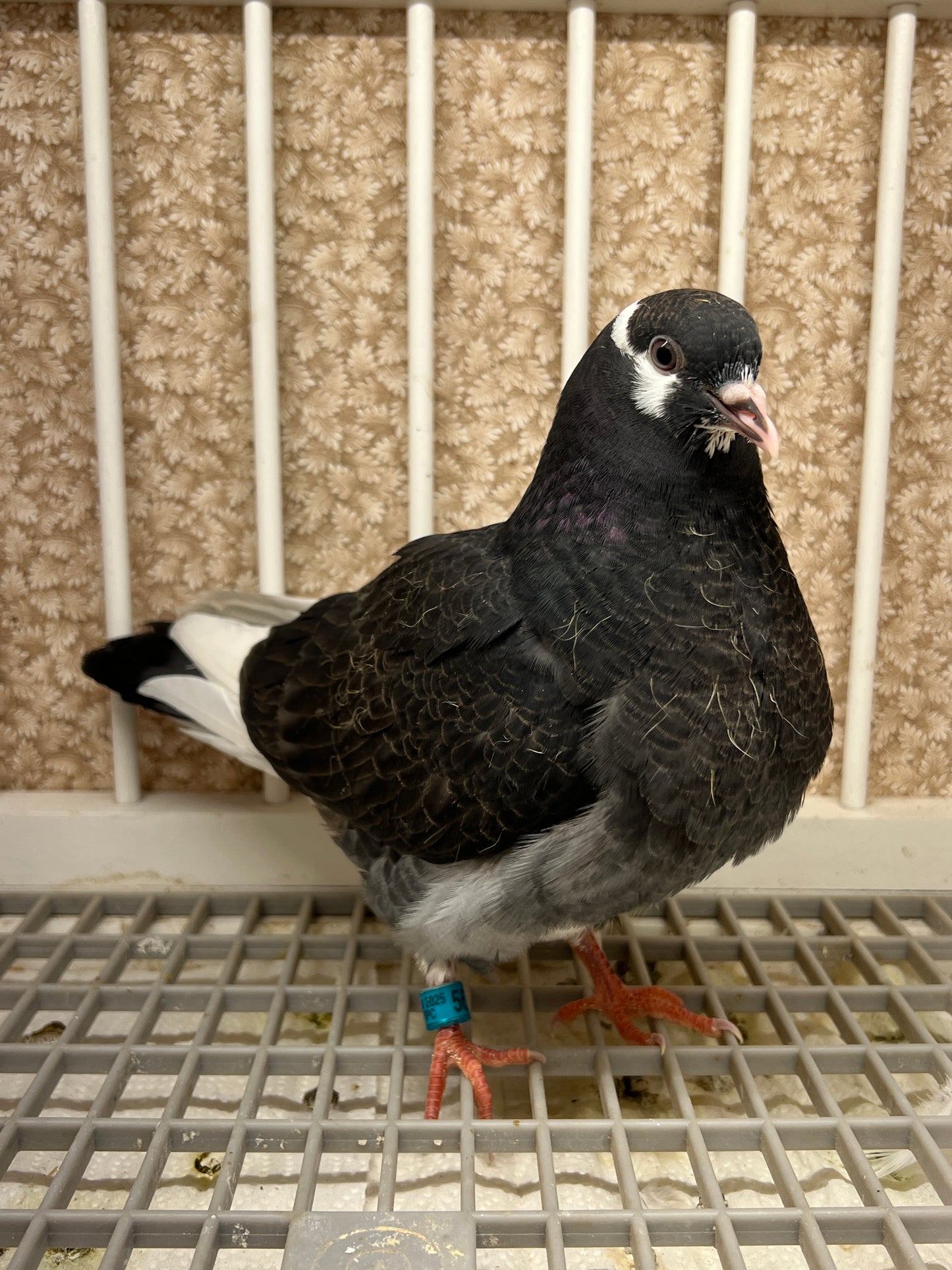 Birmingham Roller Pigeon "5672”