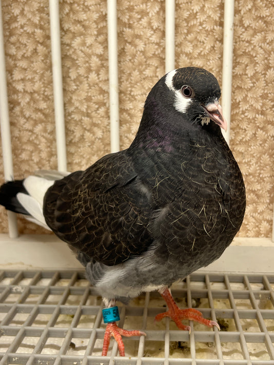 Birmingham Roller Pigeon "5672”