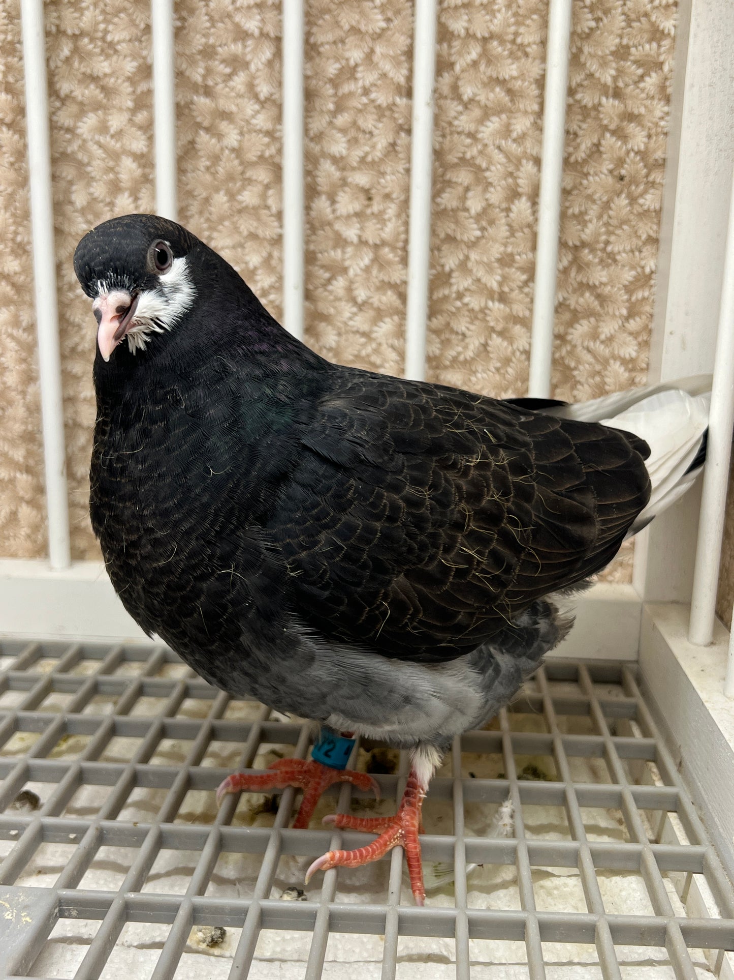 Birmingham Roller Pigeon "5672”