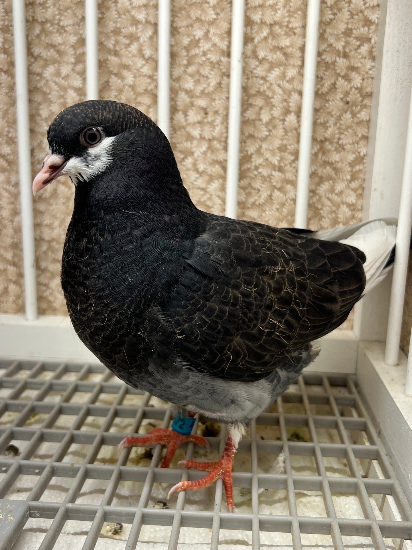 Birmingham Roller Pigeon "5672”