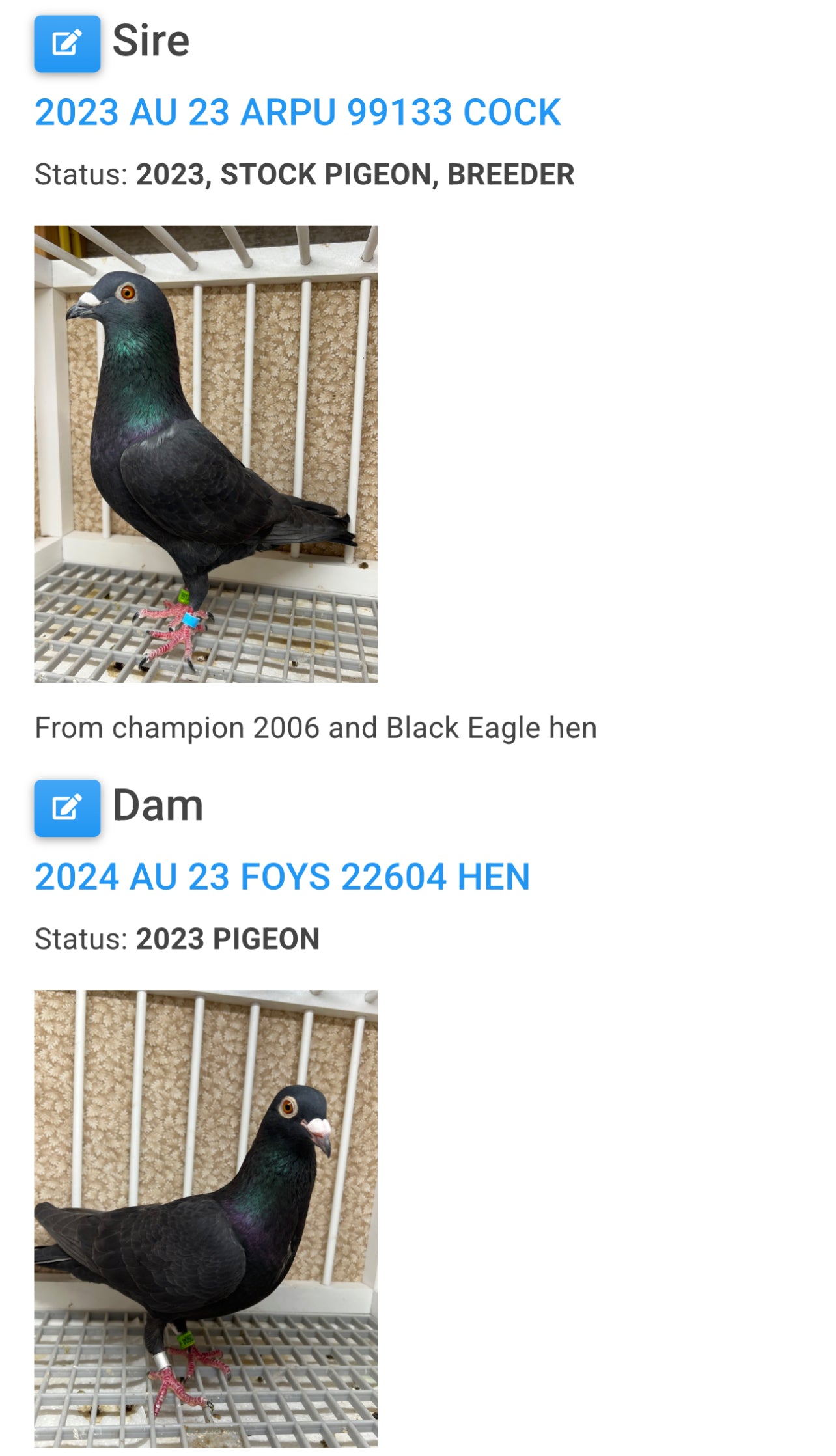 2025 Black Eagle Pigeon "GRPC 5656”