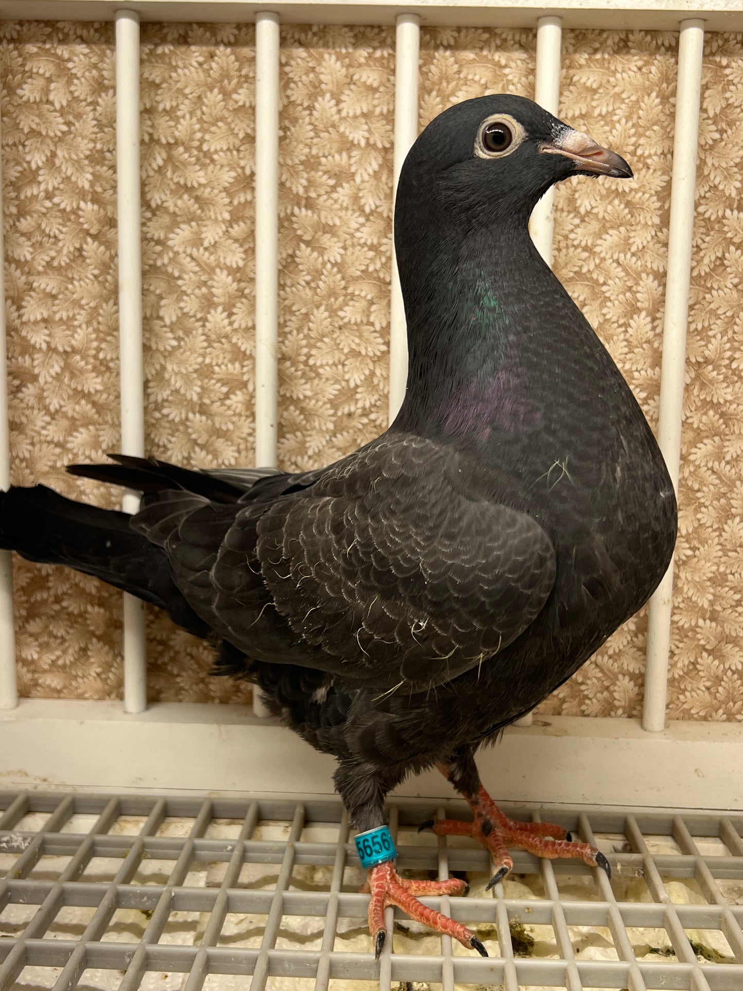 2025 Black Eagle Pigeon "GRPC 5656”