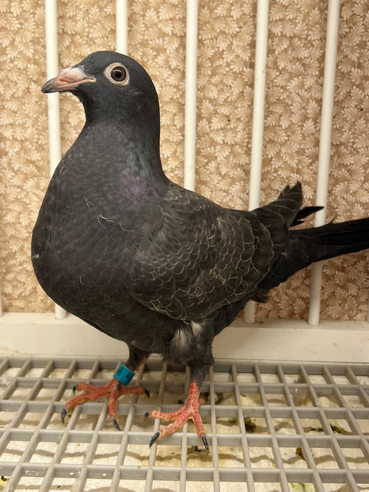 2025 Black Eagle Pigeon "GRPC 5656”
