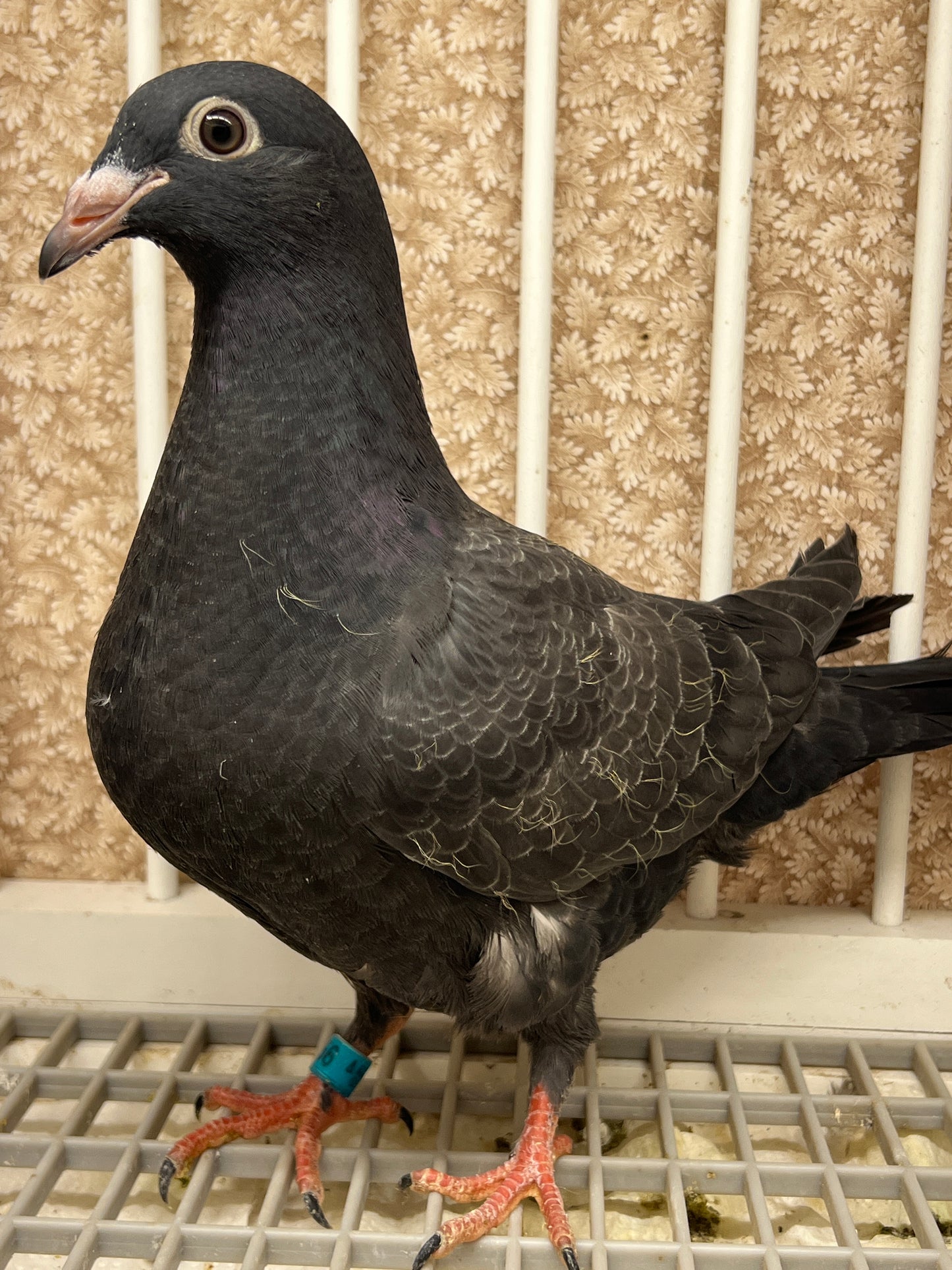 2025 Black Eagle Pigeon "GRPC 5656”