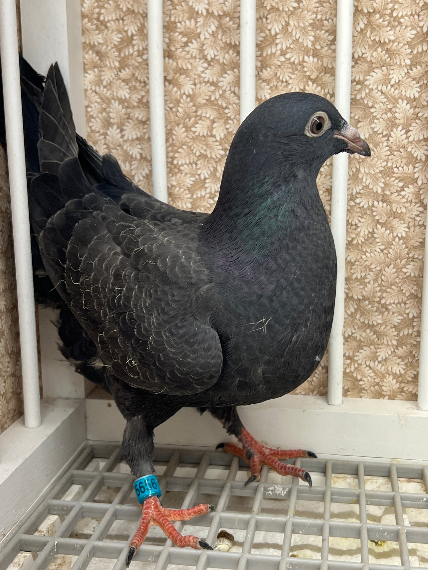 2025 Black Eagle Pigeon "GRPC 5656”