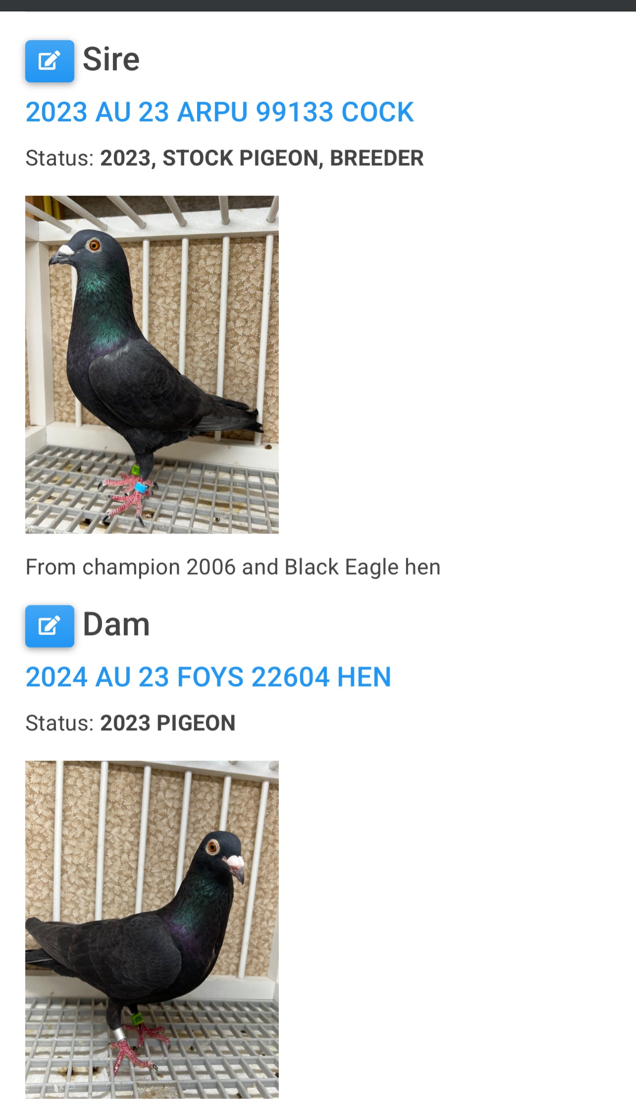 2025 Black Eagle Pigeon "GRPC 5655”