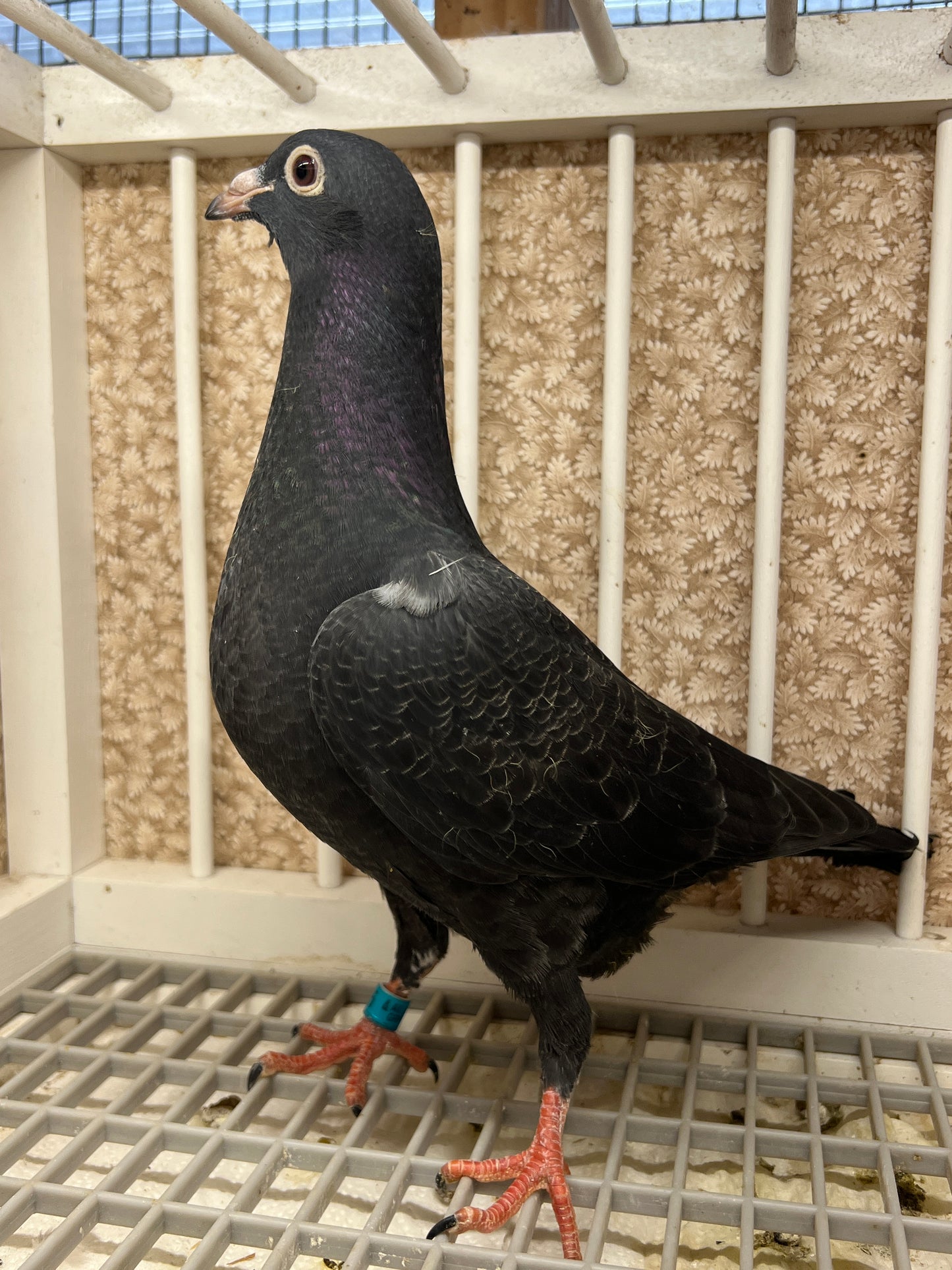 2025 Black Eagle Pigeon "GRPC 5655”