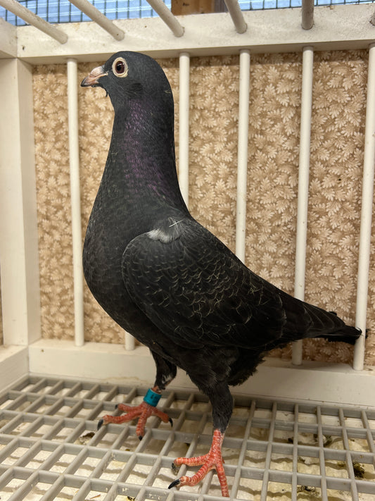 2025 Black Eagle Pigeon "GRPC 5655”