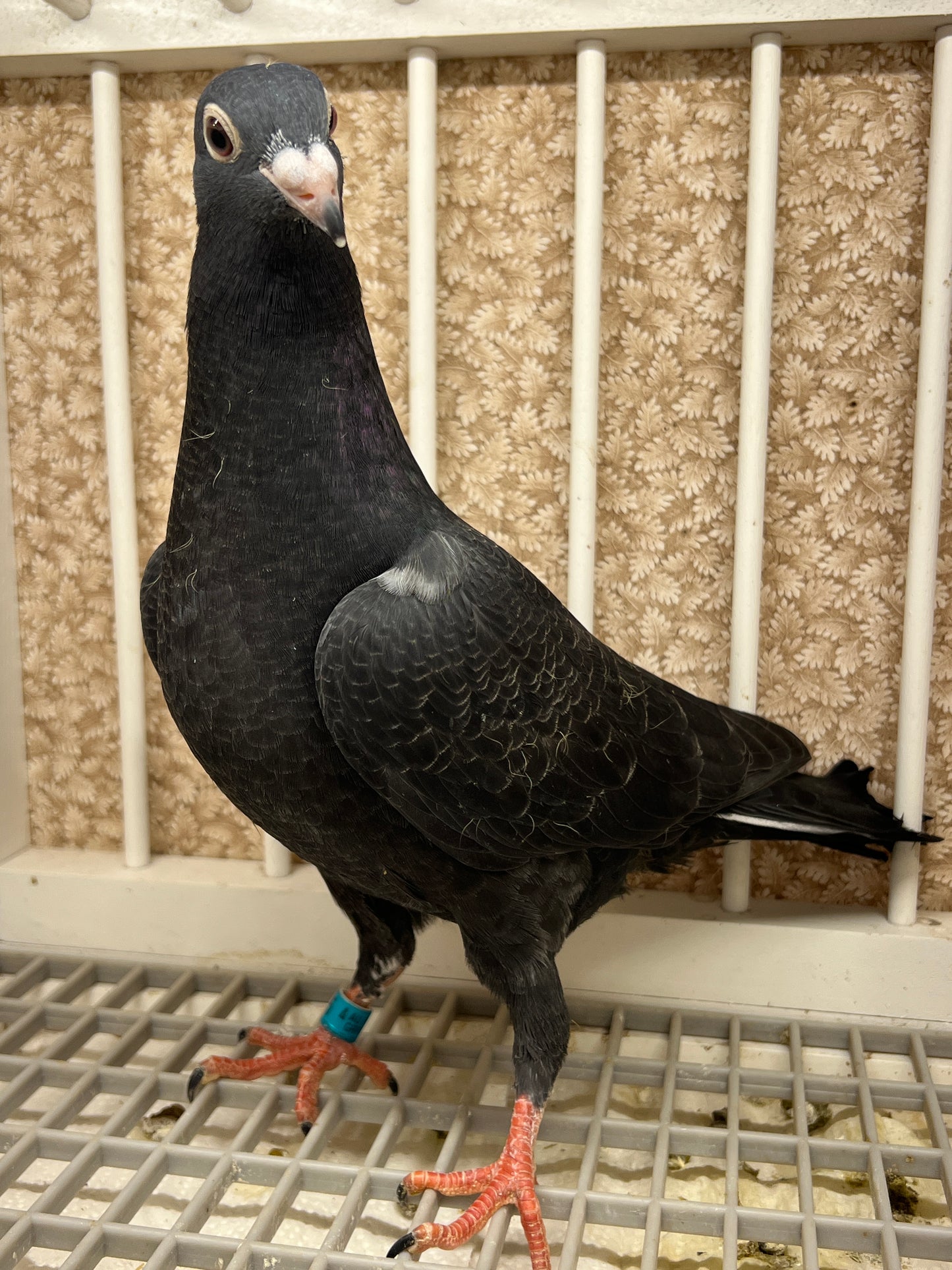 2025 Black Eagle Pigeon "GRPC 5655”