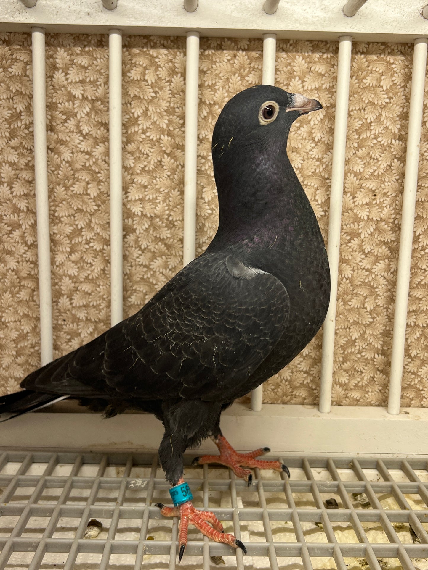 2025 Black Eagle Pigeon "GRPC 5655”