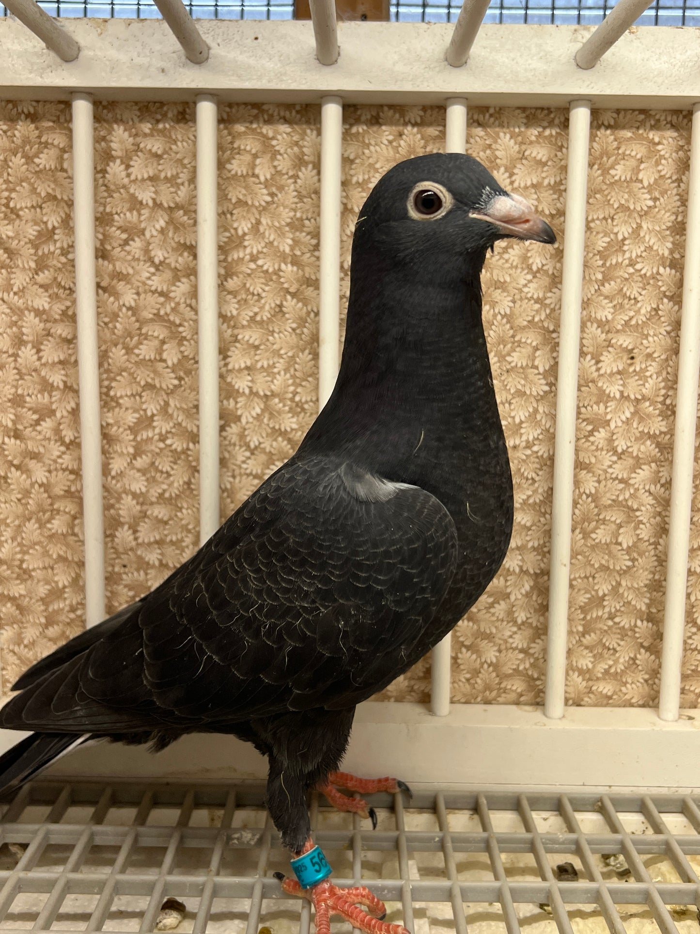 2025 Black Eagle Pigeon "GRPC 5655”