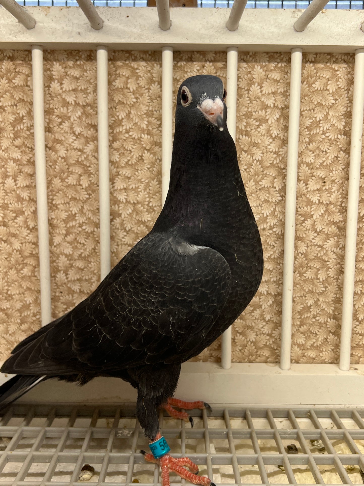 2025 Black Eagle Pigeon "GRPC 5655”