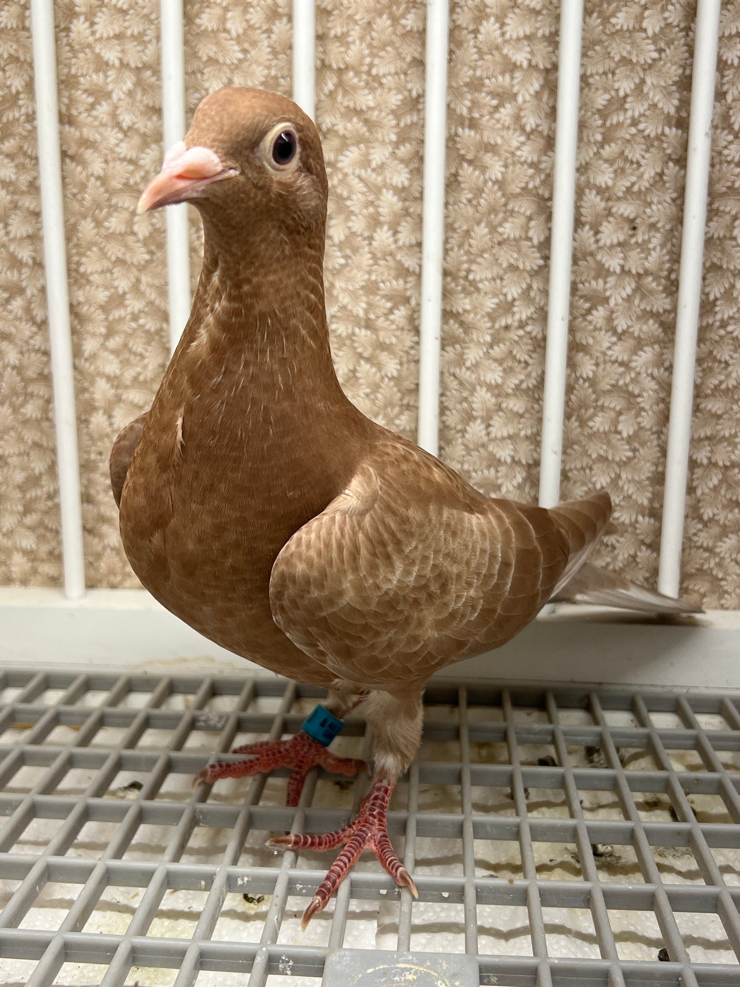 Meuleman Racing Pigeon "GRPC 5650”