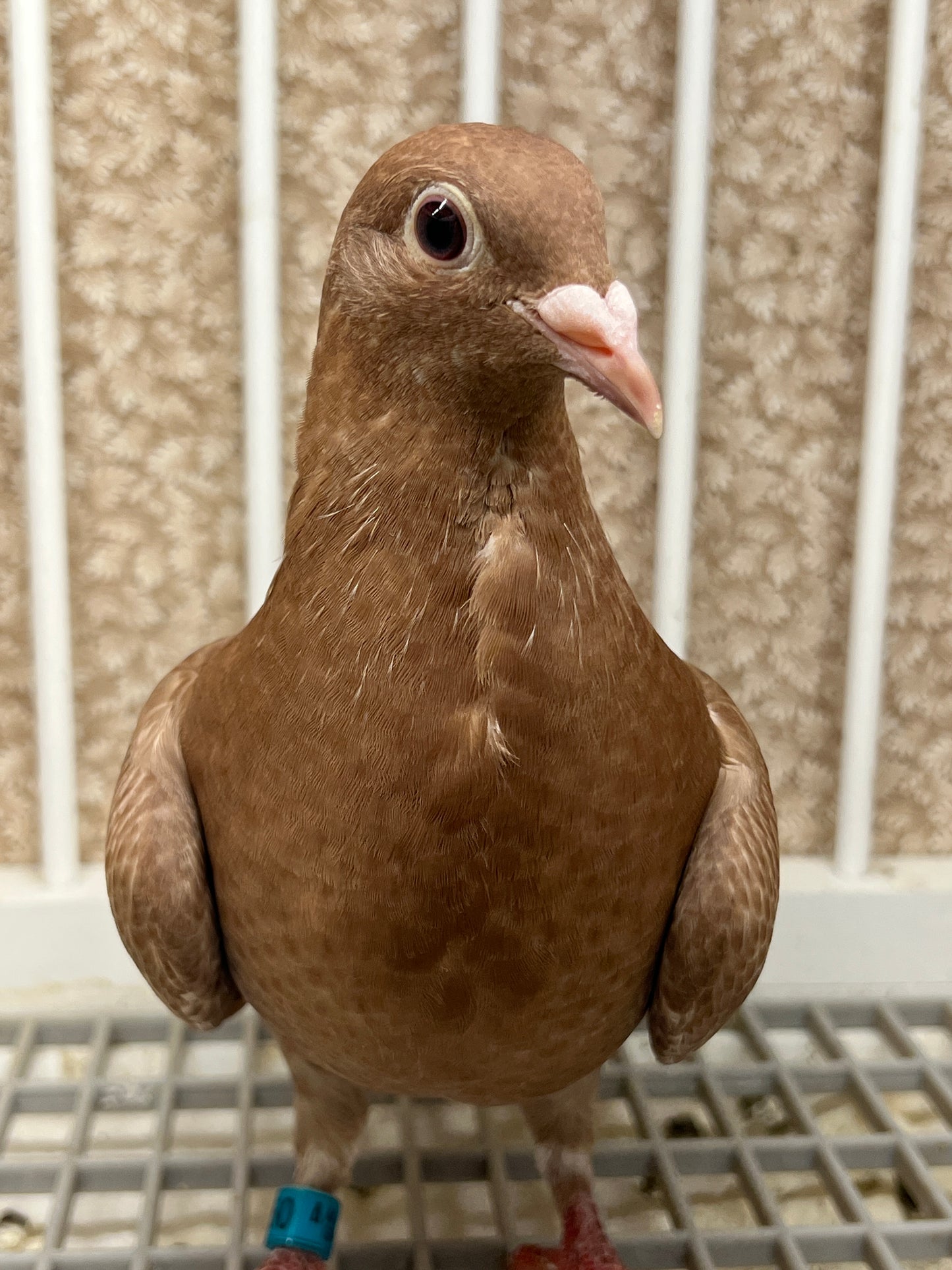 Meuleman Racing Pigeon "GRPC 5650”