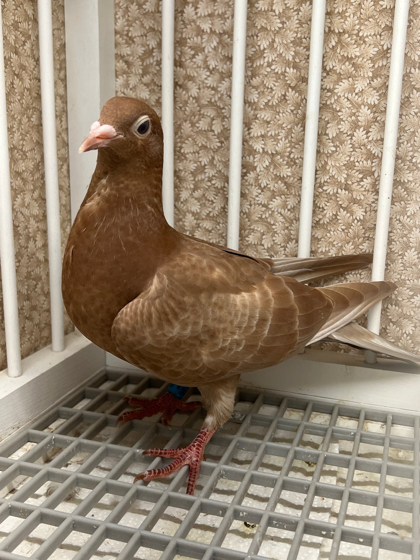 Meuleman Racing Pigeon "GRPC 5650”