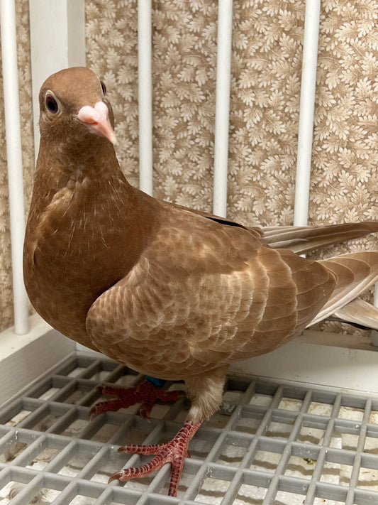 Meuleman Racing Pigeon "GRPC 5650”