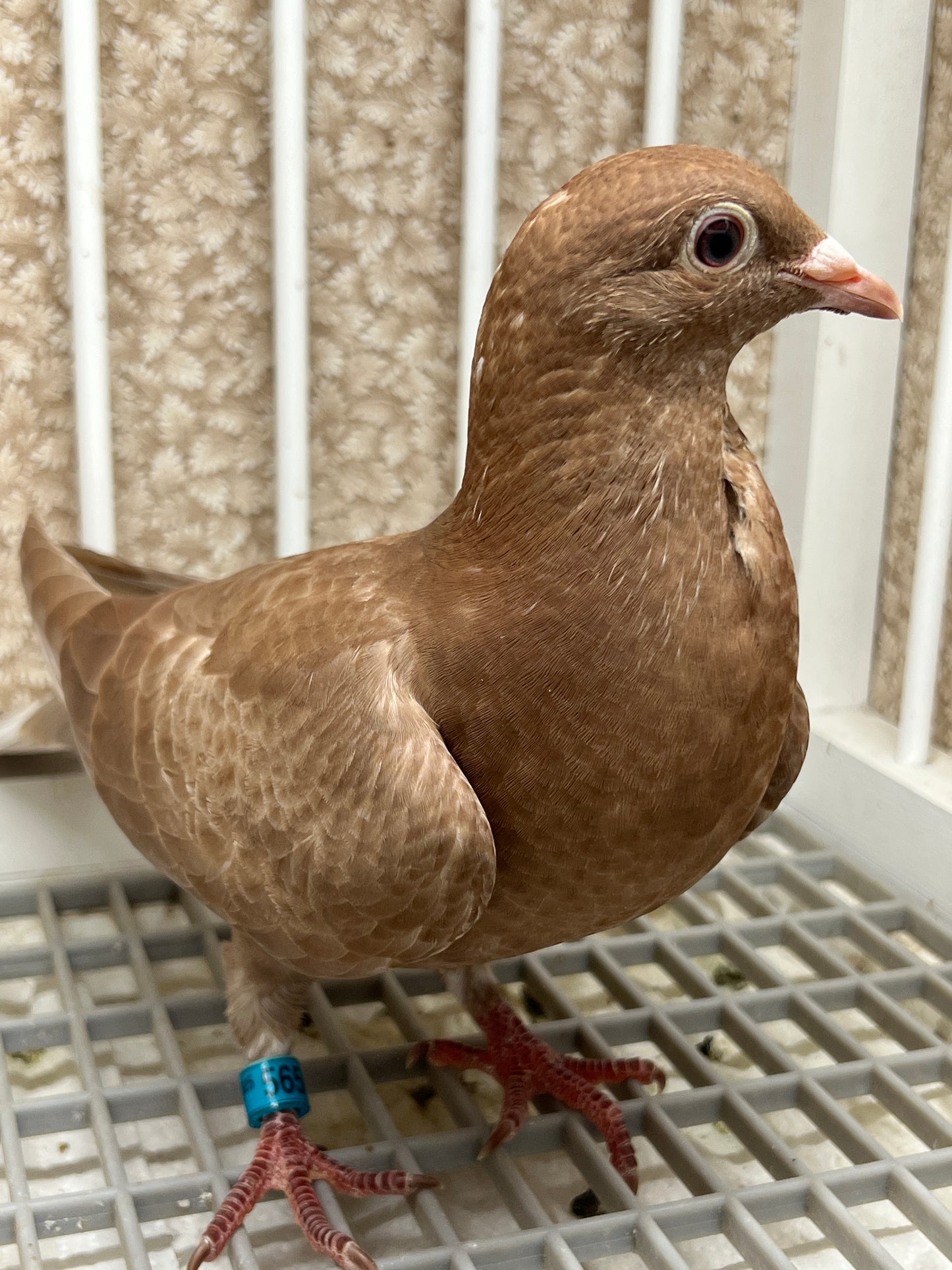 Meuleman Racing Pigeon "GRPC 5650”