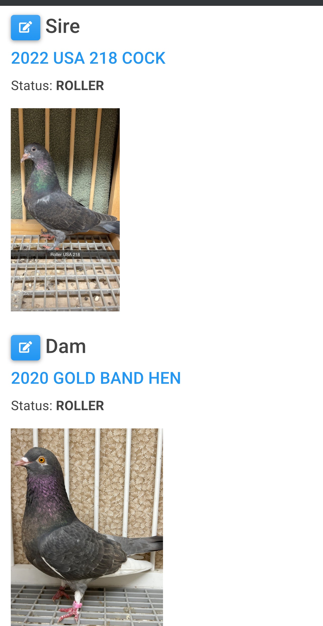 Birmingham Roller Pigeon "5660”