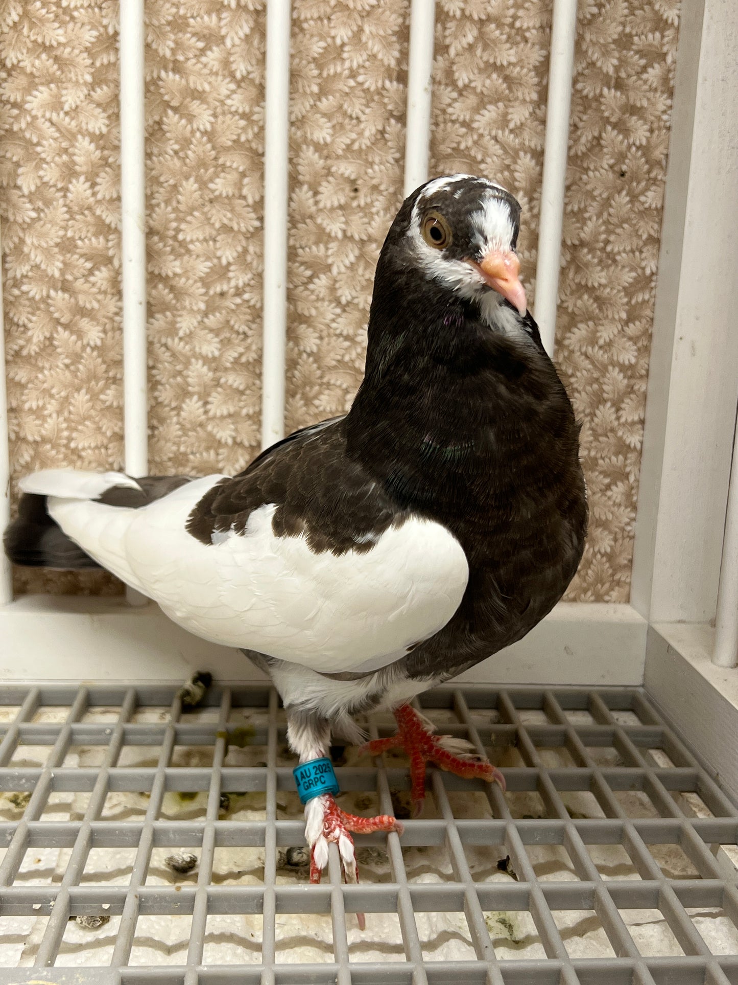 Birmingham Roller Pigeon "5660”