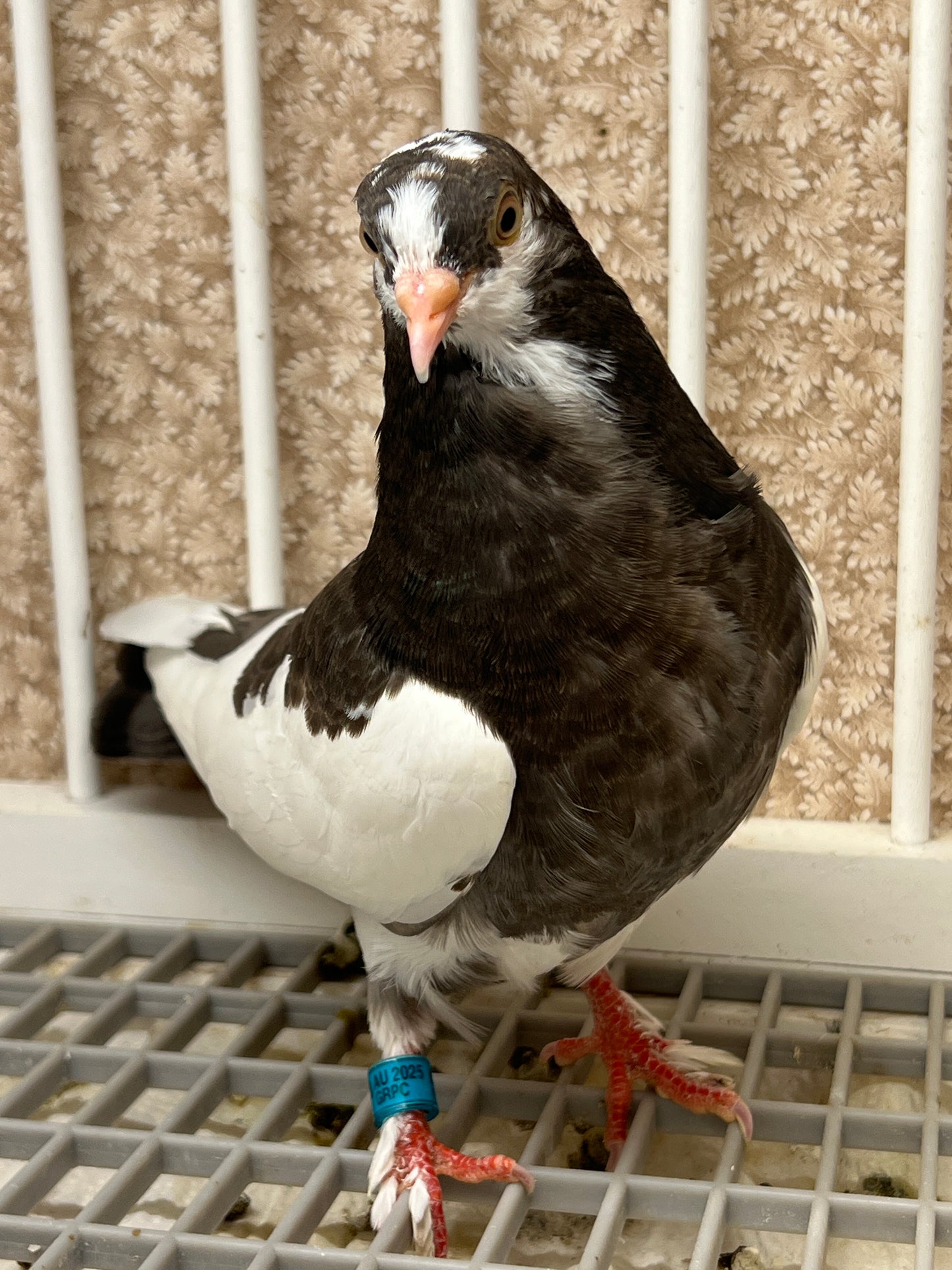 Birmingham Roller Pigeon "5660”