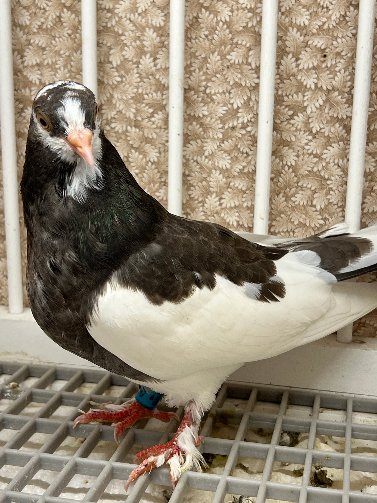 Birmingham Roller Pigeon "5660”