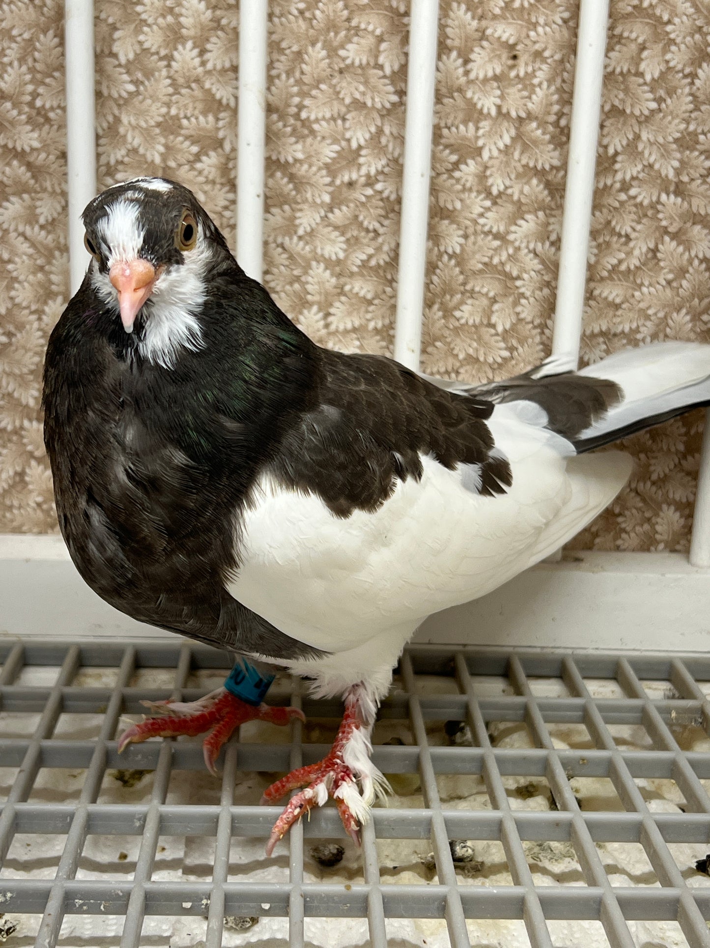 Birmingham Roller Pigeon "5660”