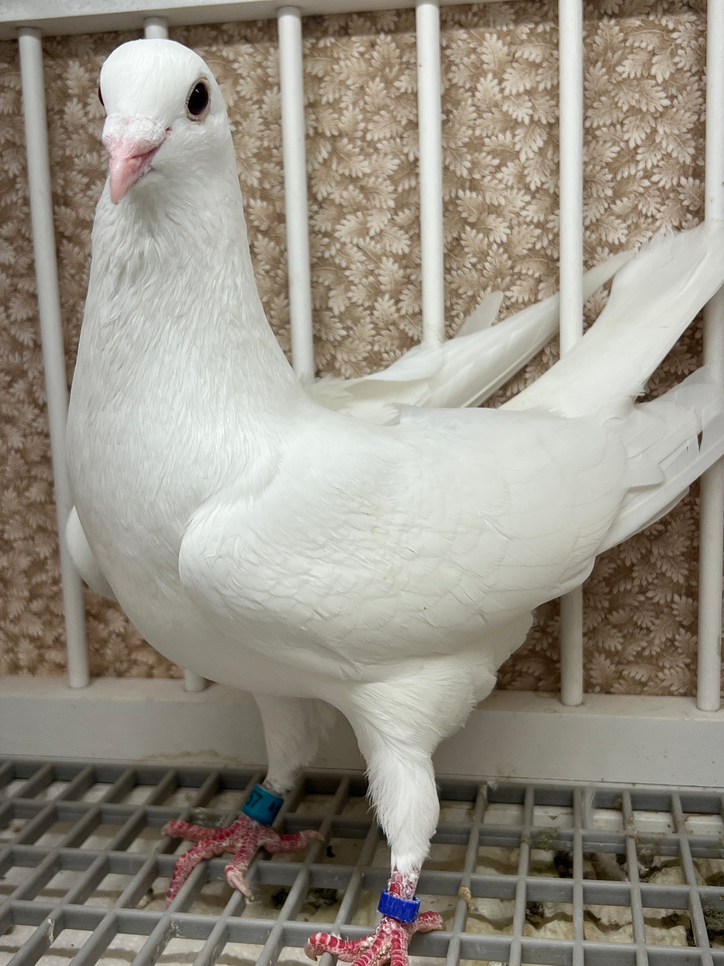 2025 Rocky Ridge White Pigeon "GRPC 5457”