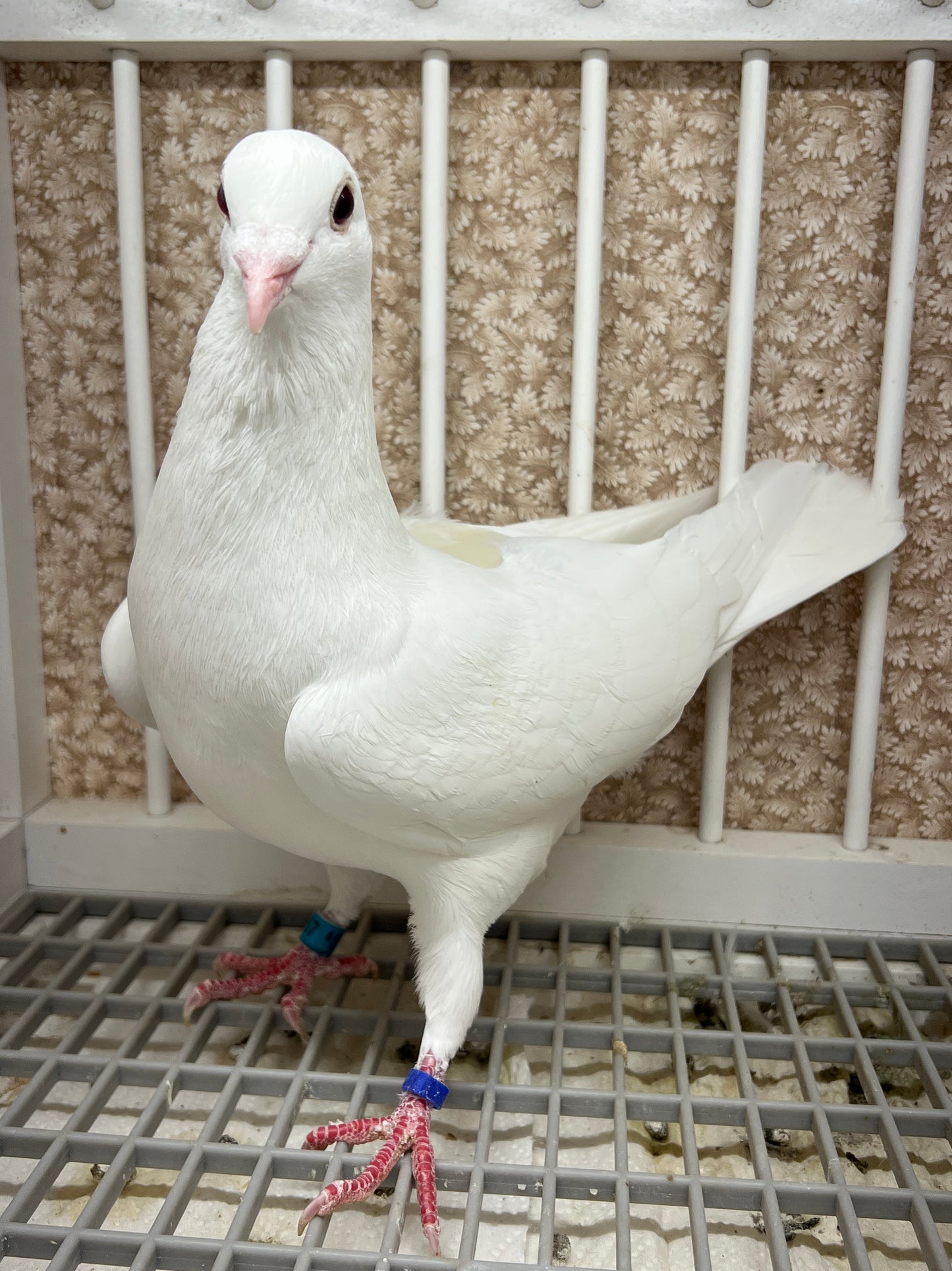 2025 Rocky Ridge White Pigeon "GRPC 5457”
