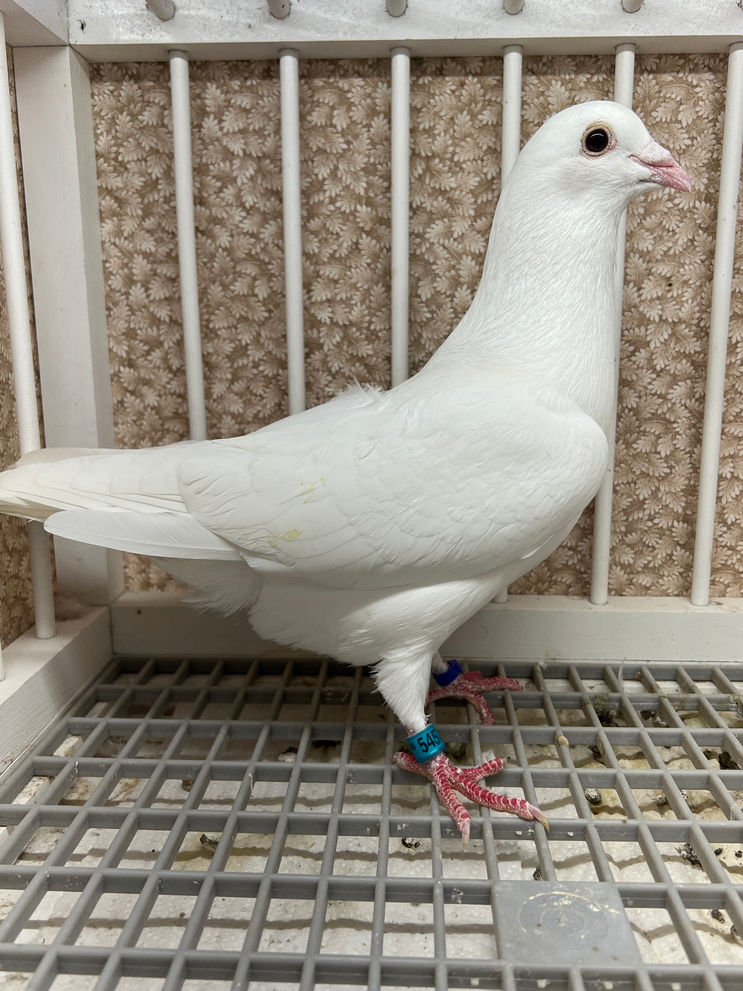 2025 Rocky Ridge White Pigeon "GRPC 5457”