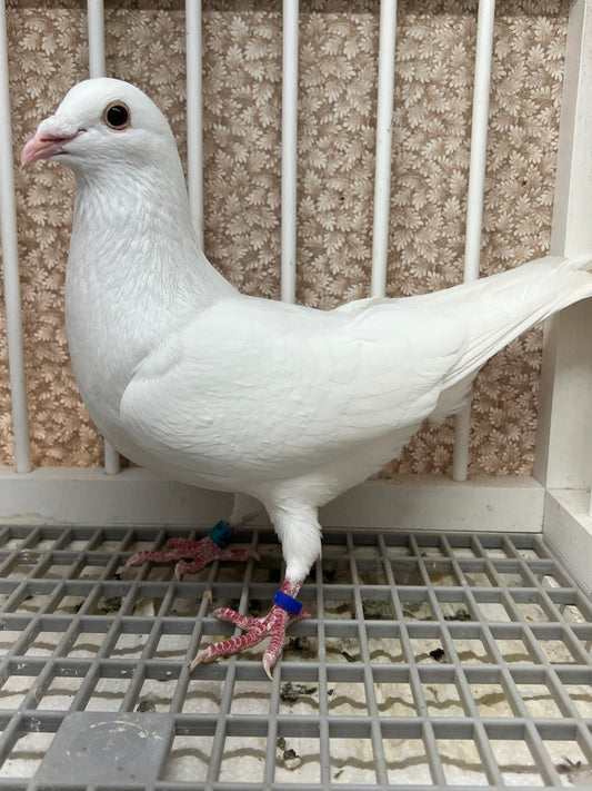 2025 Rocky Ridge White Pigeon "GRPC 5458”