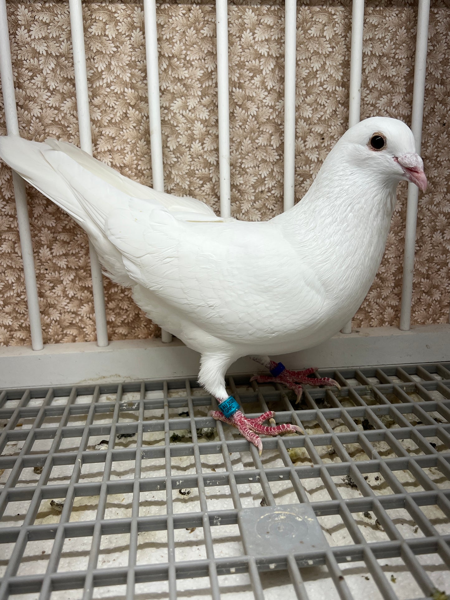 2025 Rocky Ridge White Pigeon "GRPC 5458”