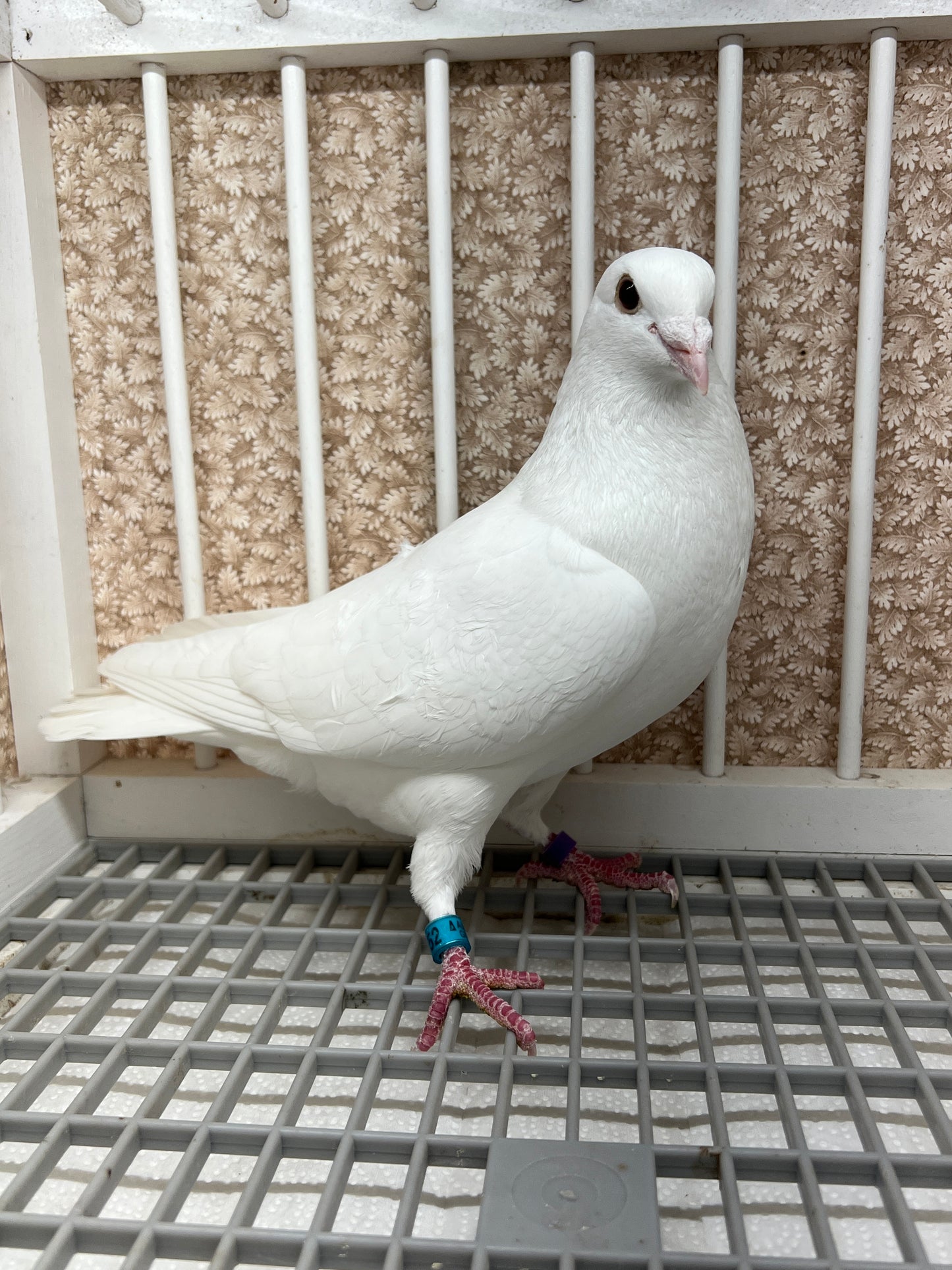 2025 Rocky Ridge White Pigeon "GRPC 5452”