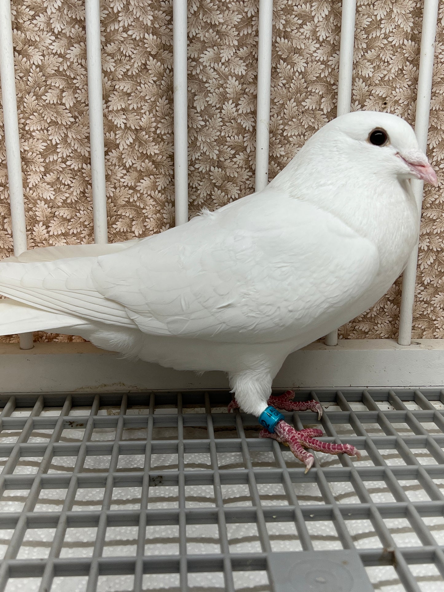 2025 Rocky Ridge White Pigeon "GRPC 5452”