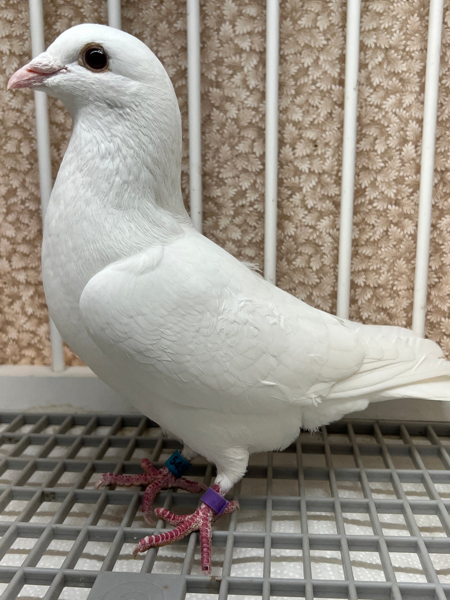 2025 Rocky Ridge White Pigeon "GRPC 5452”