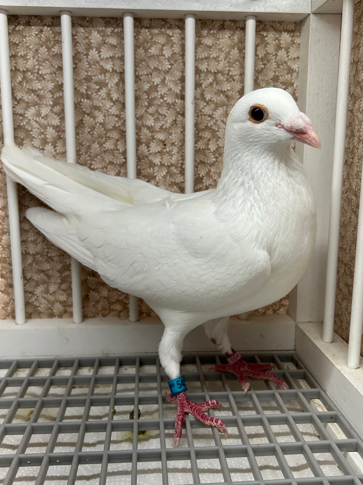 2025 Rocky Ridge White Pigeon "GRPC 5431”