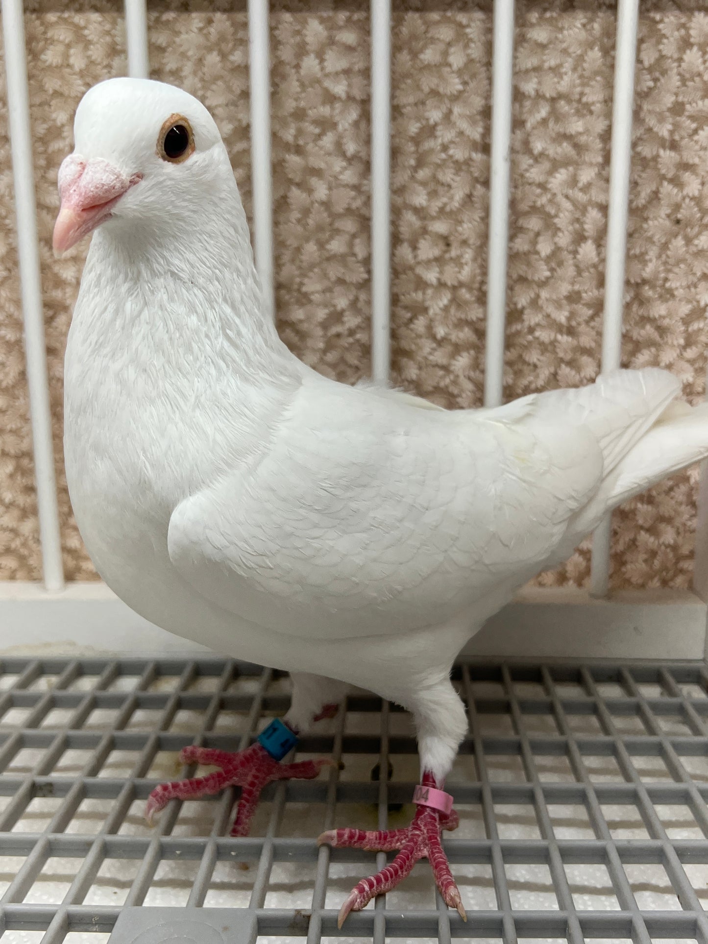 2025 Rocky Ridge White Pigeon "GRPC 5431”