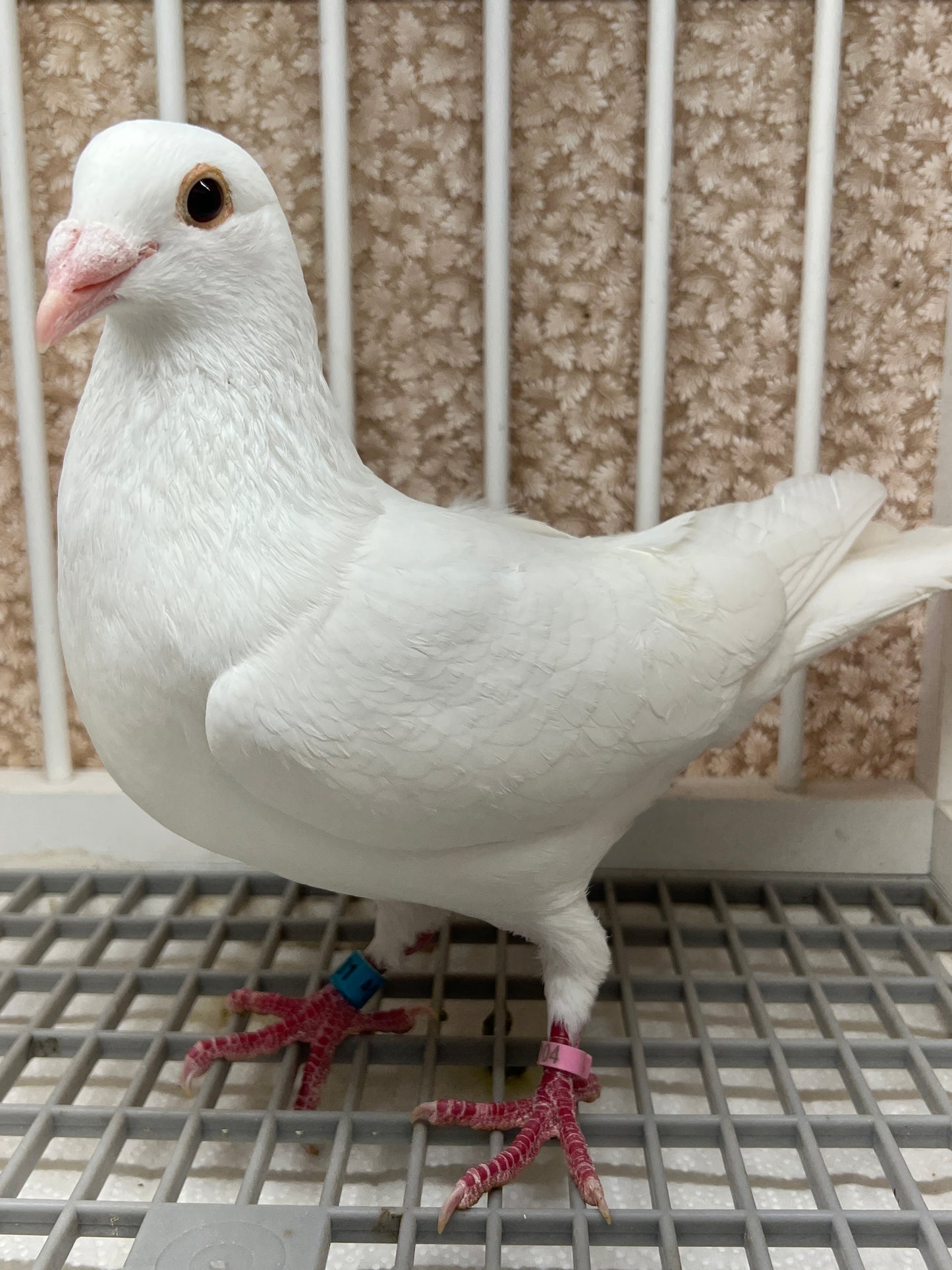 2025 Rocky Ridge White Pigeon "GRPC 5431”