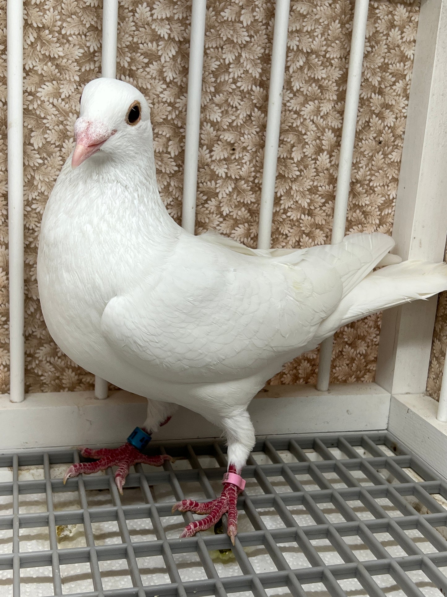 2025 Rocky Ridge White Pigeon "GRPC 5431”