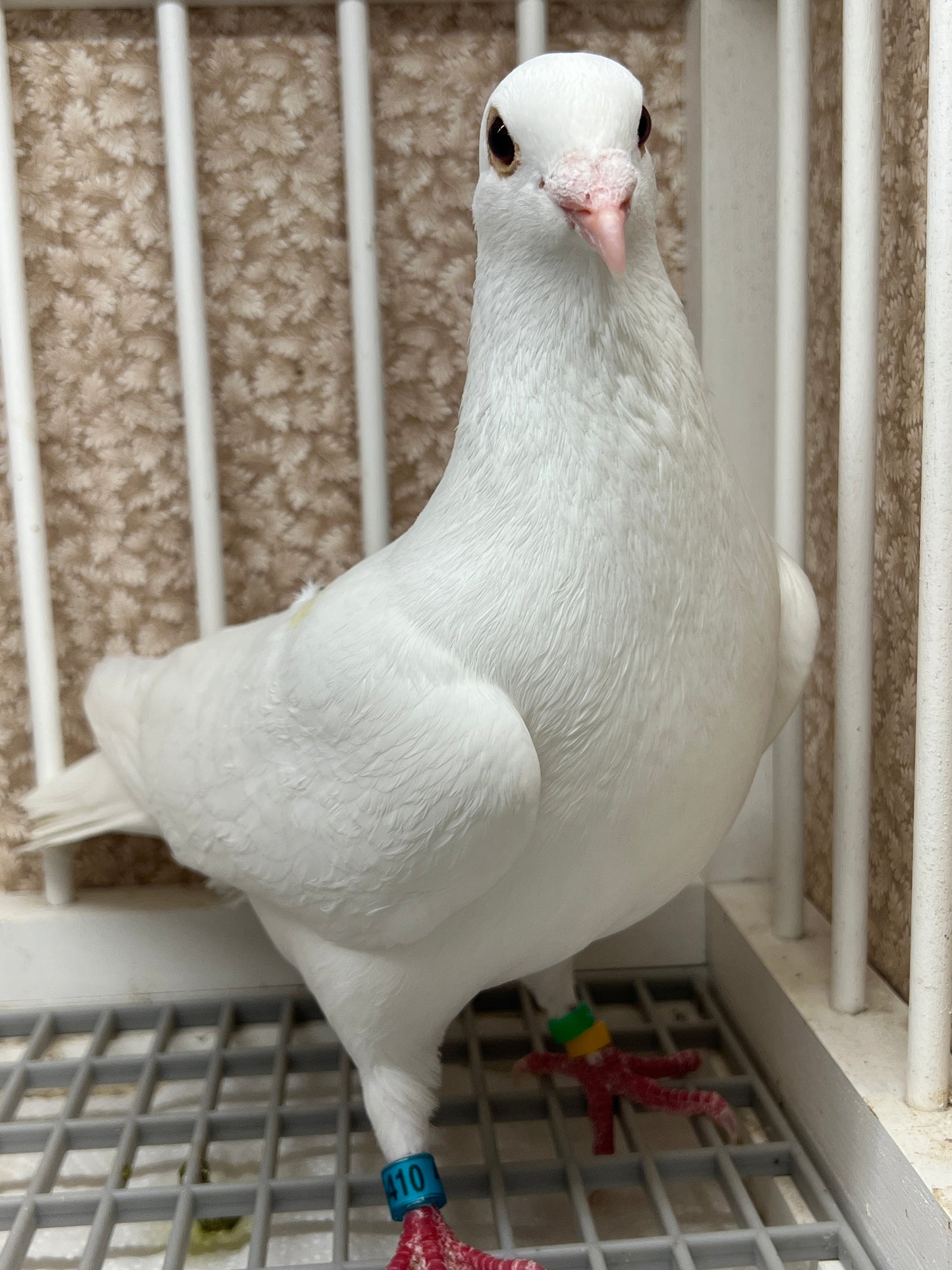 2025 Rocky Ridge White Pigeon "GRPC 5410”