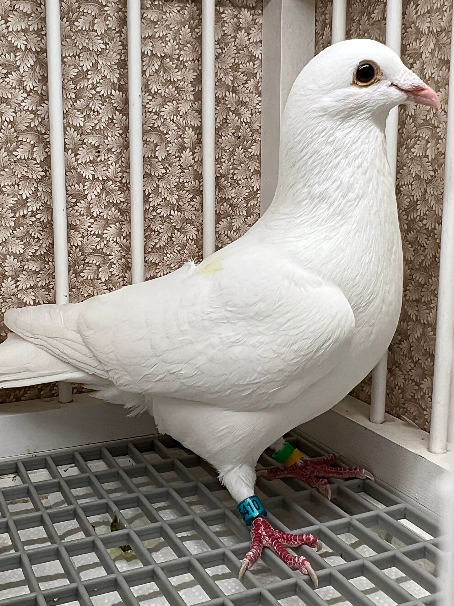 2025 Rocky Ridge White Pigeon "GRPC 5410”