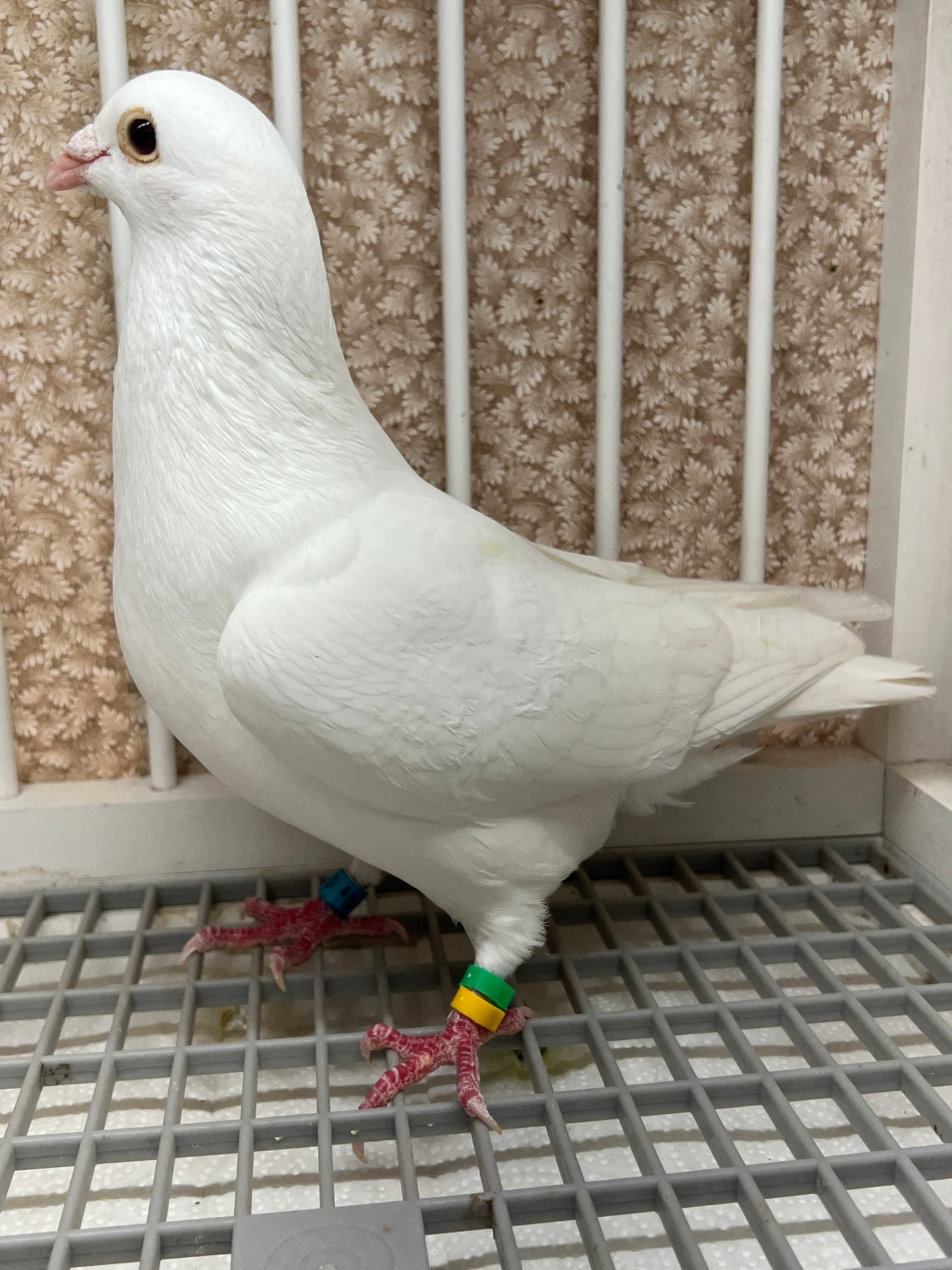 2025 Rocky Ridge White Pigeon "GRPC 5410”