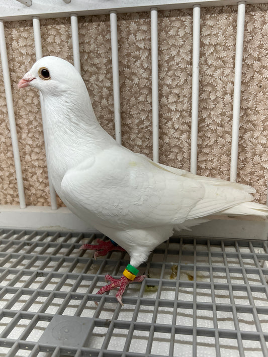 2025 Rocky Ridge White Pigeon "GRPC 5410”