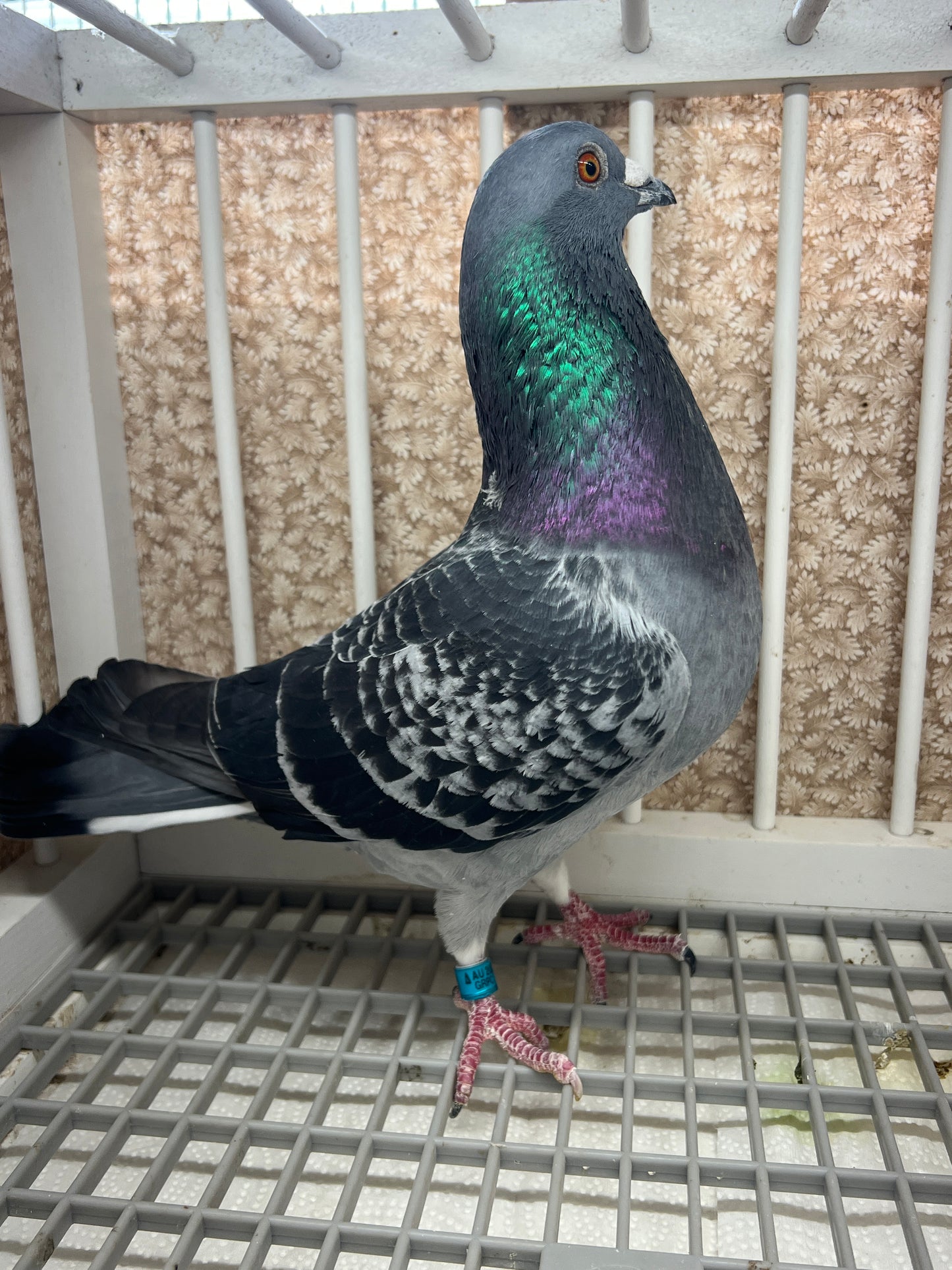 2025 “HVR” Huyskens-Van Riel (GRPC 5423)