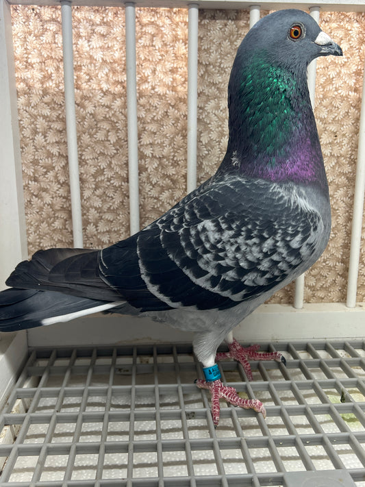 2025 “HVR” Huyskens-Van Riel (GRPC 5423)