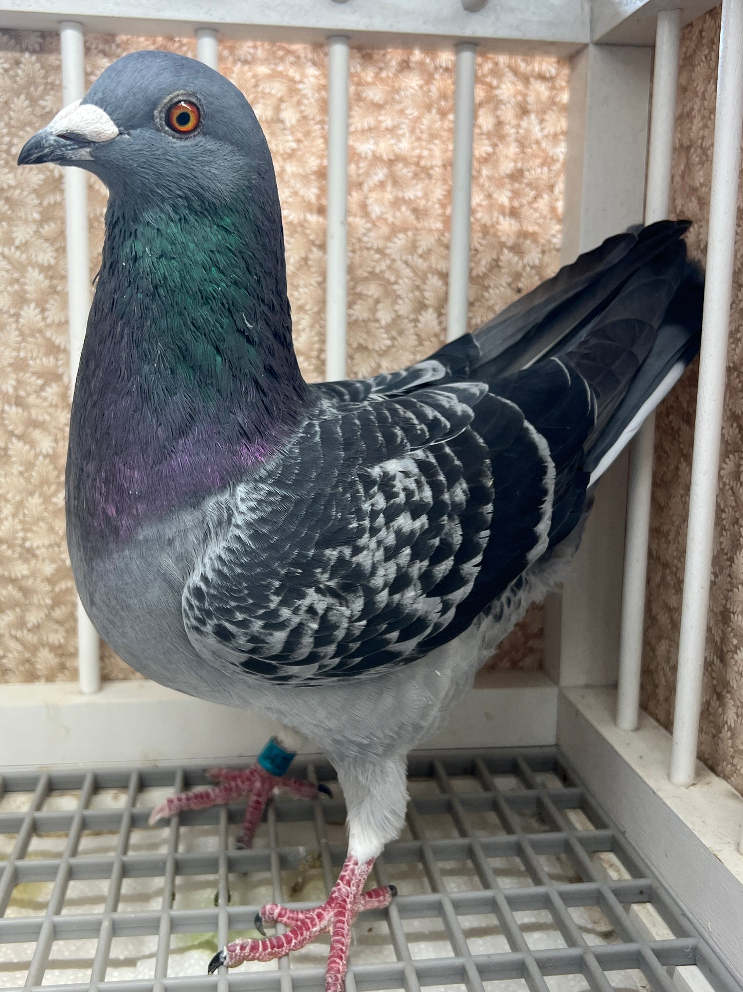 2025 “HVR” Huyskens-Van Riel (GRPC 5423)