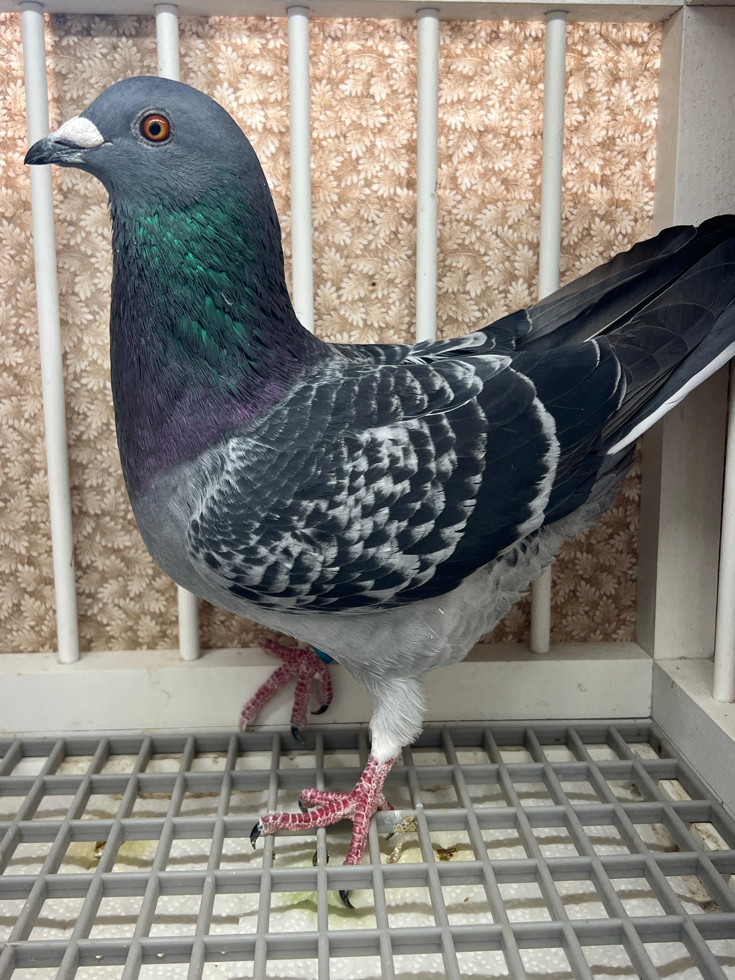 2025 “HVR” Huyskens-Van Riel (GRPC 5423)